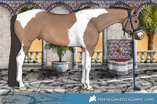 Horse Color:Bay Dun Tobiano