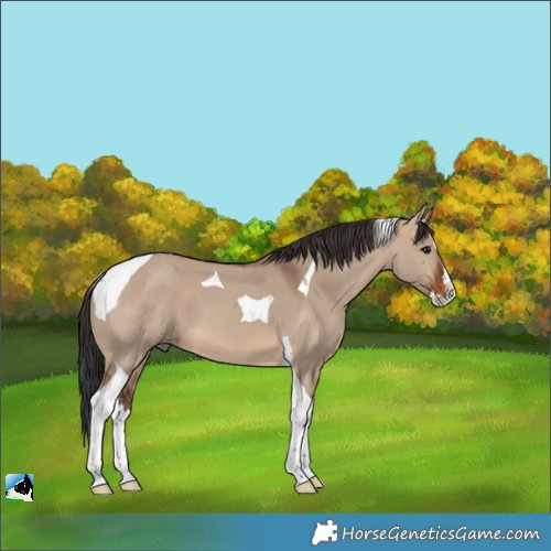 Horse Color:Brown Dun Splash Tobiano 