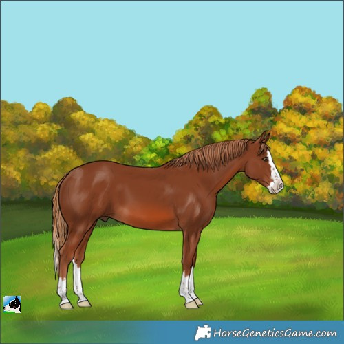 Horse Color:Chestnut Splash