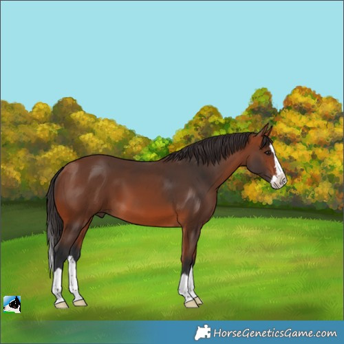 Horse Color:Bay Splash 
