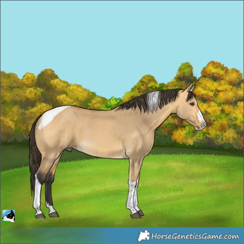 Horse Color:Buckskin Dun Splash Tobiano