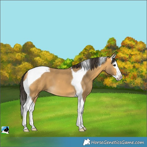 Horse Color:Buckskin Splash Tobiano