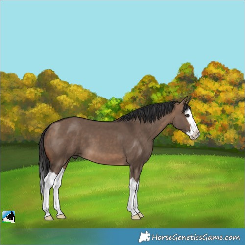 Horse Color:Brown Dun Splash