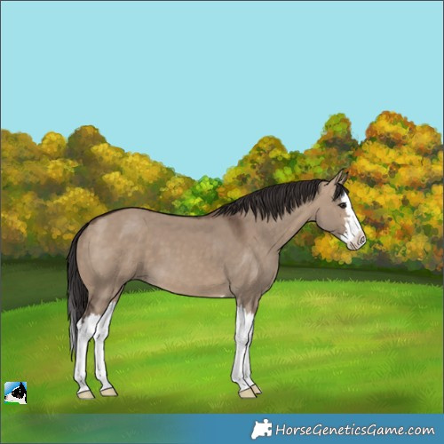 Horse Color:Brown Dun Splash 