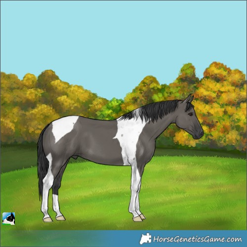 Horse Color:Grullo Tobiano 