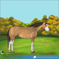 Horse Color:Unknown 