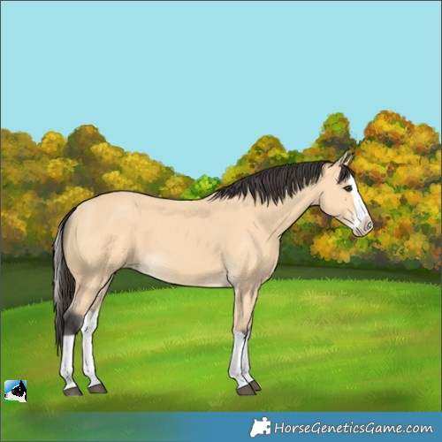 Horse Color:Unknown 