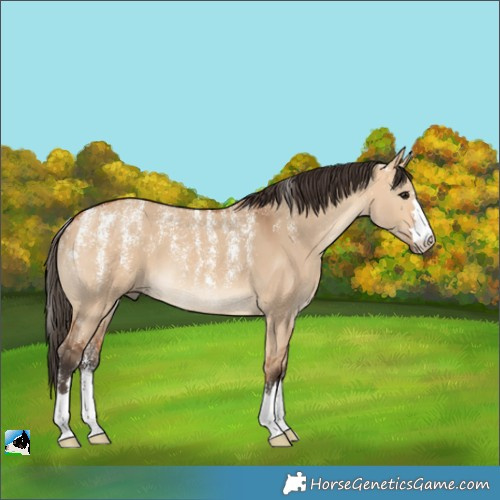 Horse Color:Powder White Bay Dun 