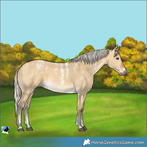 Horse Color:Powder White Silver Buckskin Dun