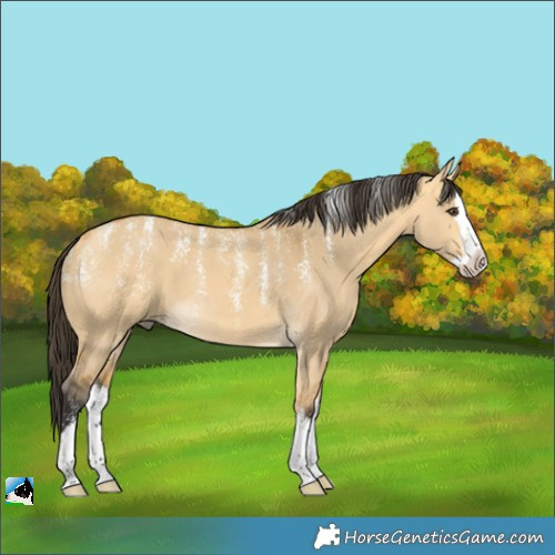 Horse Color:Powder White Buckskin Dun Splash