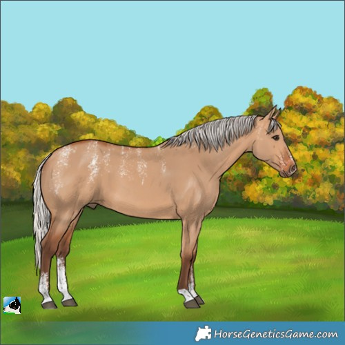 Horse Color:Powder White Silver Bay Dun 