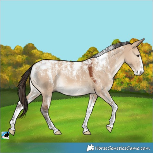 Horse Color:Powder White Bay Dun 