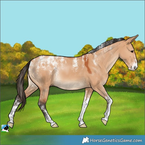 Horse Color:Powder White Bay Dun
