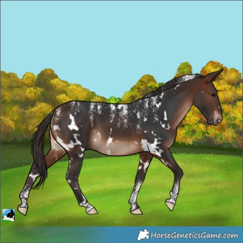 Horse Color:Powder White White Spotted Brown