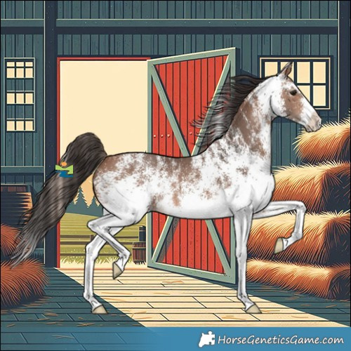 Horse Color:White Spotted Bay Splash 