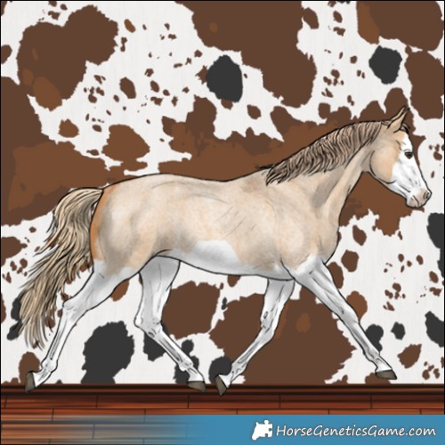 Horse Color:Red Dun Roan Splash Frame Rabicano