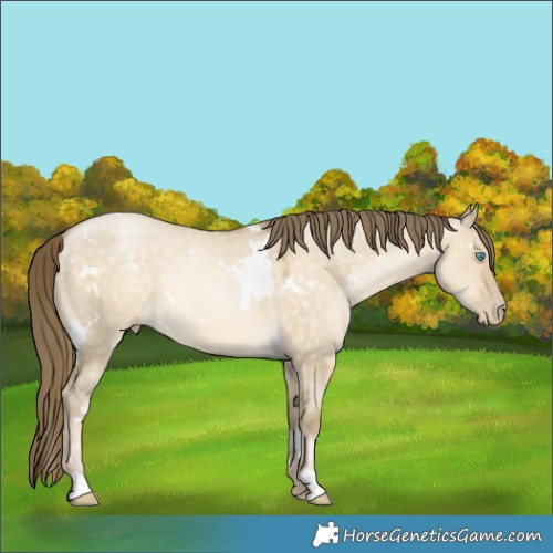 Horse Color:White Spotted Buckskin Pearl Dun