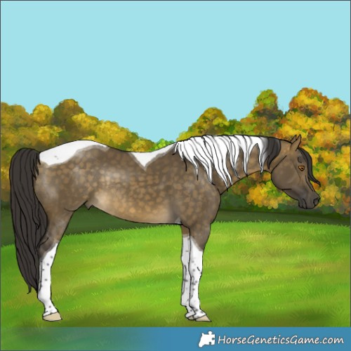 Horse Color:Buckskin Dun Tobiano Rabicano