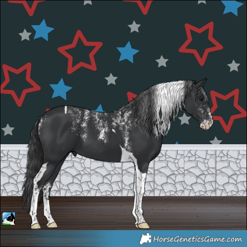 Horse Color:Powder White Black Tobiano