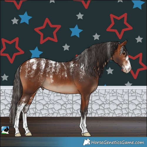 Horse Color:Powder White Bay Appaloosa