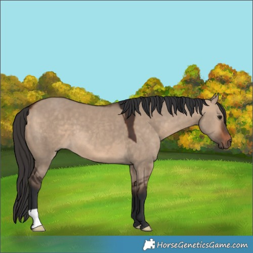 Horse Color:Bay Dun