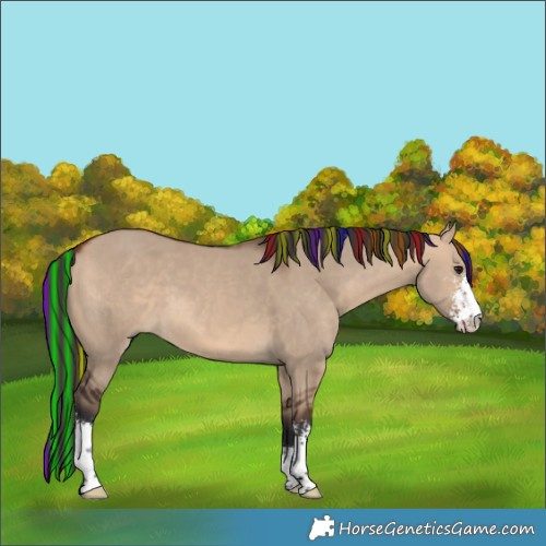 Horse Color:Painted Bay Dun Sabino