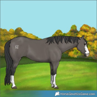 Horse Color:Grullo 