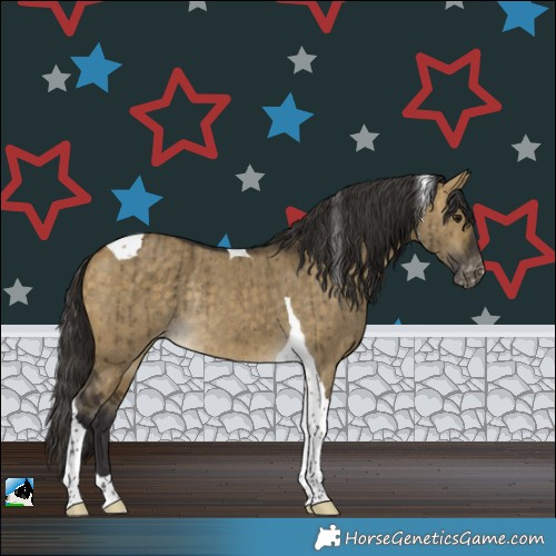 Horse Color:Buckskin Dun Tobiano Appaloosa Rabicano Brindle