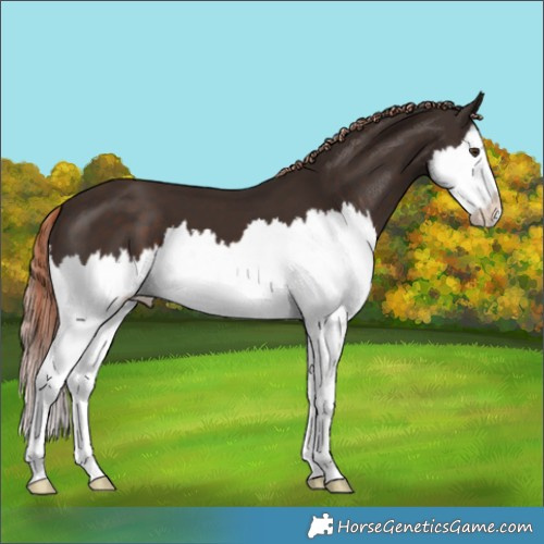 Horse Color:Liver Chestnut Splash