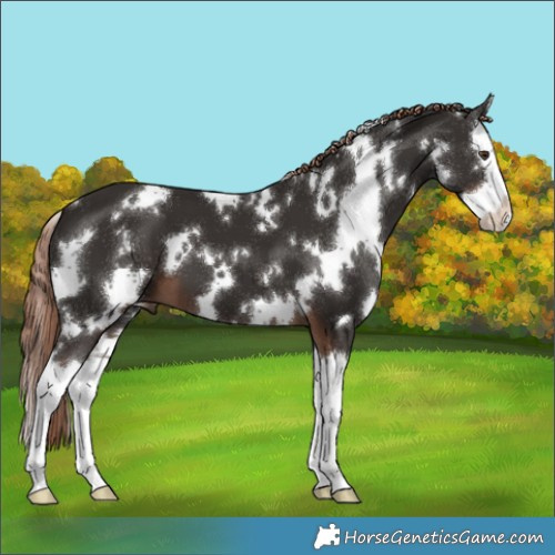 Horse Color:White Spotted Liver Chestnut Splash