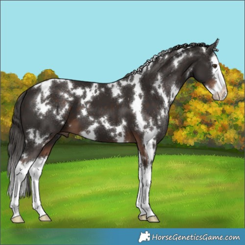 Horse Color:White Spotted Liver Chestnut Splash