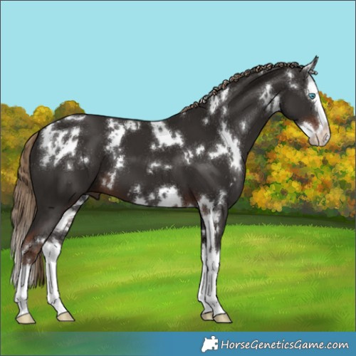 Horse Color:White Spotted Liver Chestnut Splash 