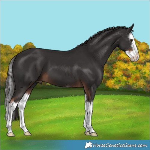 Horse Color:Liver Chestnut Splash