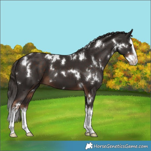 Horse Color:White Spotted Liver Chestnut Splash