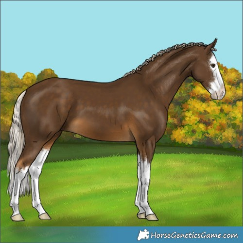 Horse Color:Chocolate Palomino Splash
