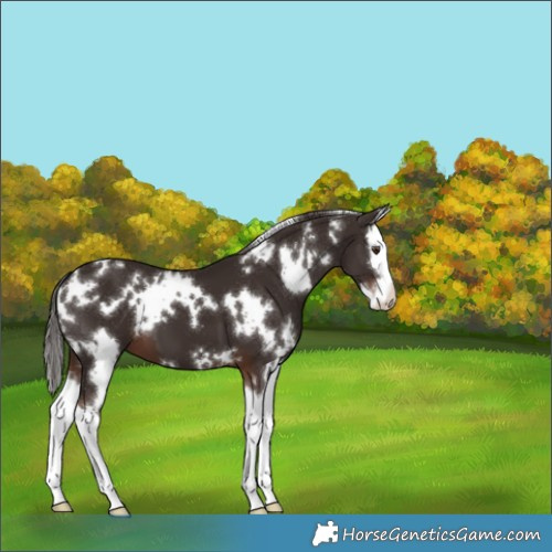 Horse Color:White Spotted Liver Chestnut Splash