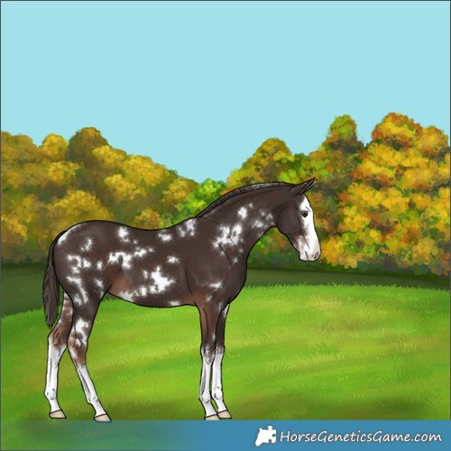 Horse Color:White Spotted Liver Chestnut Splash