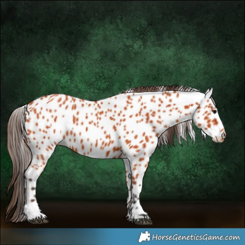 Horse Color:Bay Appaloosa