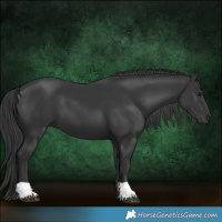 Horse Color:Black 