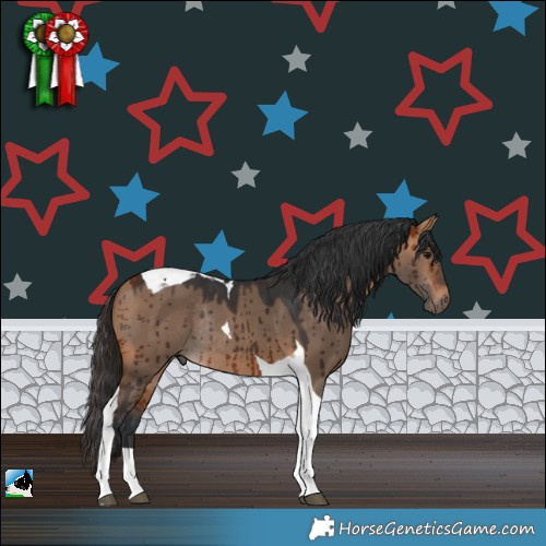 Horse Color:Bay Dun Tobiano Rabicano Brindle