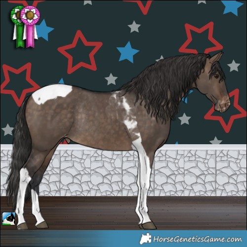 Horse Color:Brown Dun Tobiano Appaloosa Rabicano