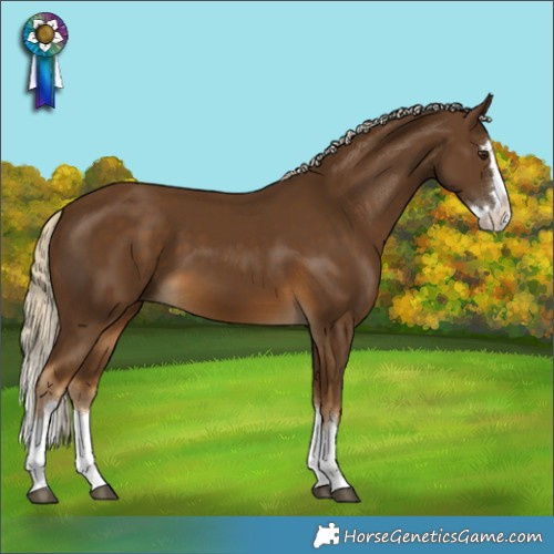 Horse Color:Chocolate Palomino Splash