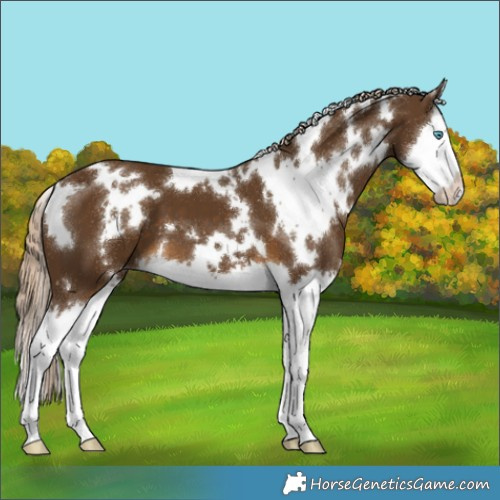 Horse Color:White Spotted Chocolate Palomino Splash