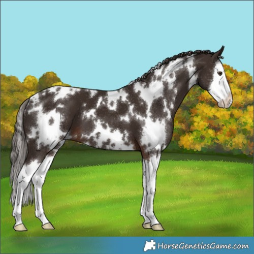 Horse Color:White Spotted Liver Chestnut Splash 