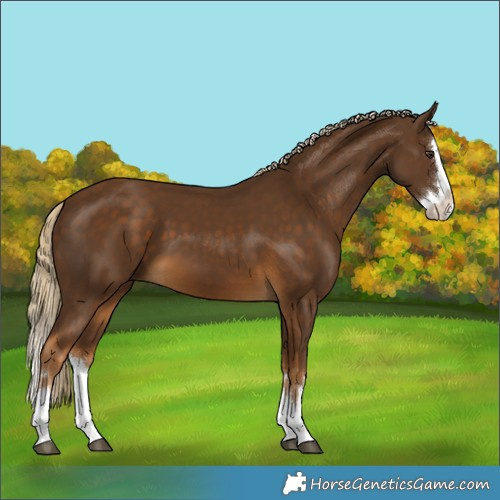 Horse Color:Chocolate Palomino Splash