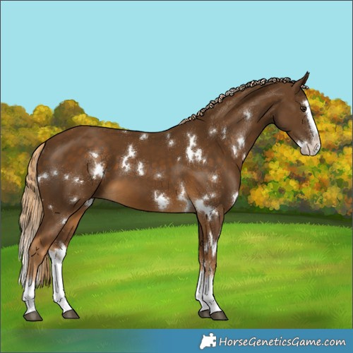 Horse Color:White Spotted Chocolate Palomino Splash