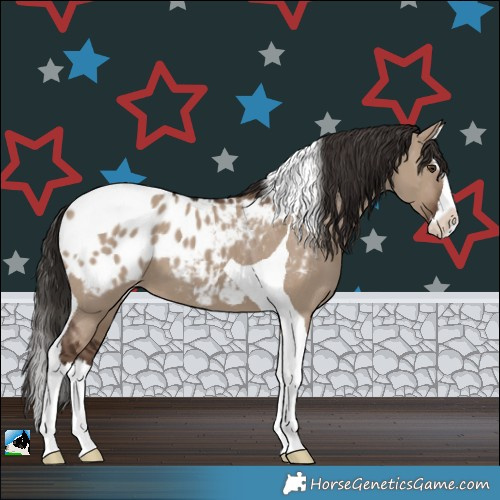 Horse Color:Liver Red Dun Splash Tobiano Appaloosa