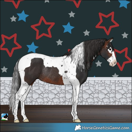 Horse Color:Brown Splash Tobiano Rabicano