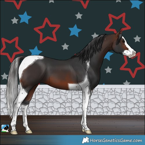 Horse Color:Brown Splash Tobiano 