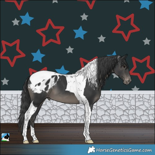 Horse Color:Black Tobiano Appaloosa 